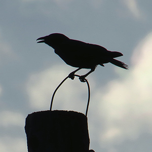 American Crow