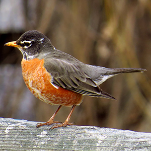 American Robin