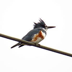 Belted Kingfisher