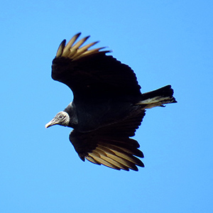 Black Vulture