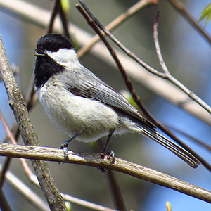 Black Capped Chickadee