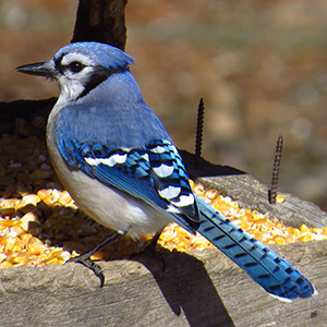 Blue Jay