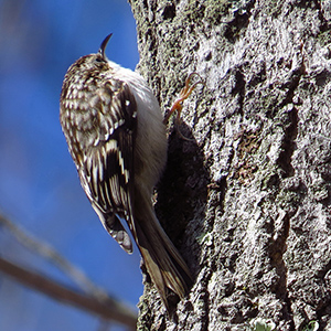 Brown Creeper