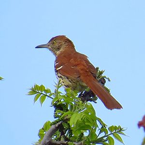 Brown Thrasher