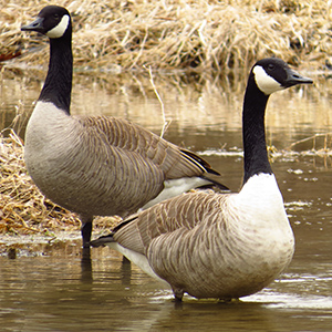 Canadian Geese