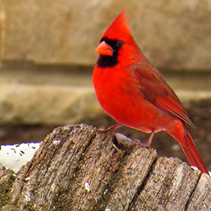 Cardinal