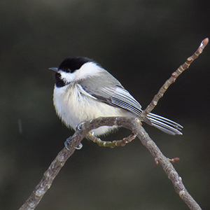 Carolina Chickadee