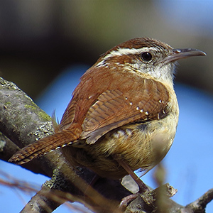 Carolina Wren