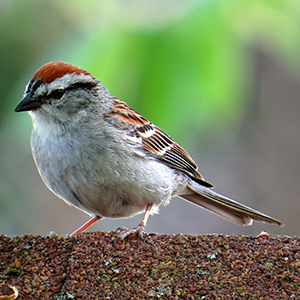 Chipping Sparrow