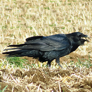 Common Raven