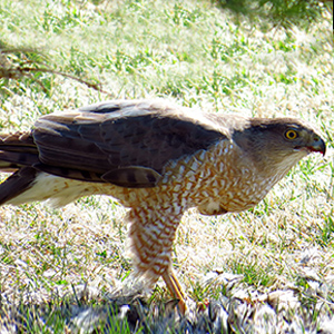 Cooper’s Hawk