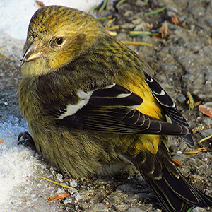 White-winged Crossbill