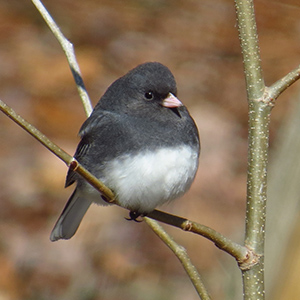 Dark-eyed Junco