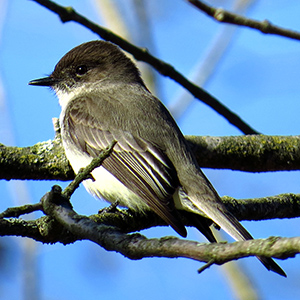 Eastern Phoebe