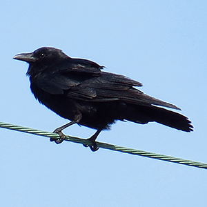 Fish Crow