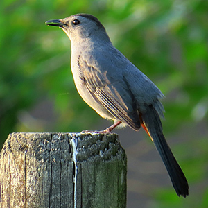 Gray Catbird