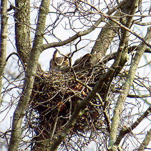 Great Horned Owl