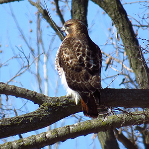 Red-tailed Hawk