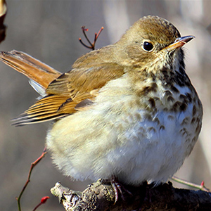 Hermit Thrush