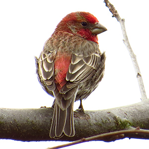 House Finch