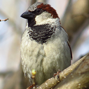 House Sparrow