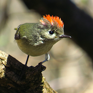 Ruby-crowned Kinglet