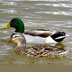 Mallard Ducks