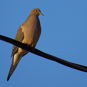 Mourning Dove