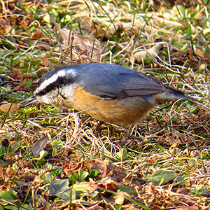 Red-breasted Nuthatch