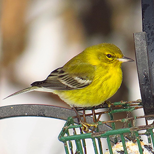 Pine Warbler