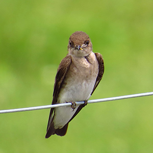 Rough-winged Swallow