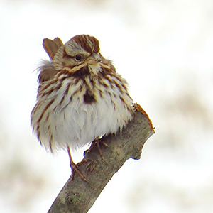 Song Sparrow