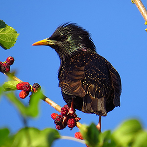 Starling