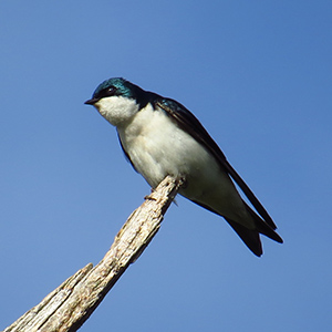 Tree Swallow