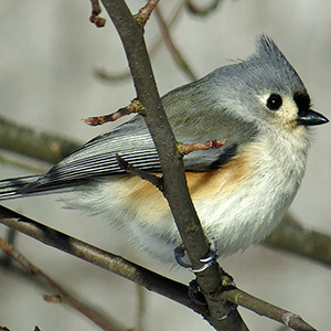 Tufted Titmouse