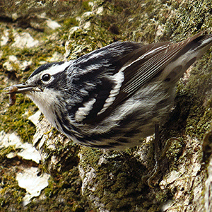 Black and White Warbler