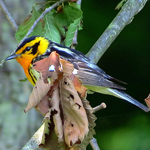 Blackburnian Warbler