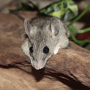 White-footed Mouse