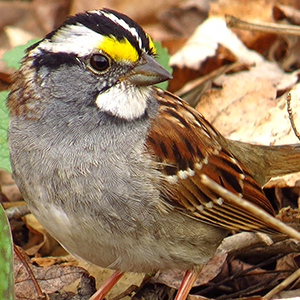 White-throated Sparrow