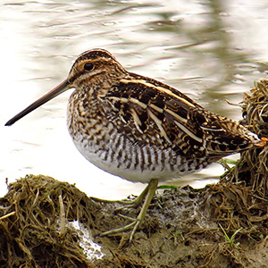 Wilson’s Snipe