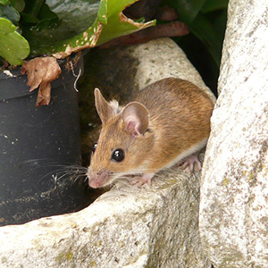 Woodland Jumping Mouse