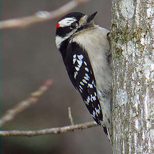 Downy Woodpecker