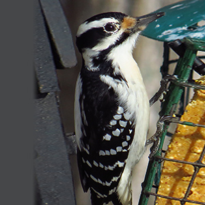 Hairy Woodpecker