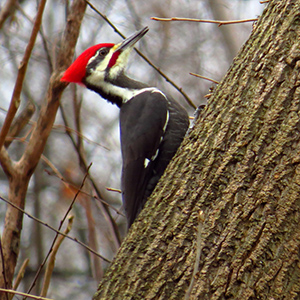 Pileated Woodpecker