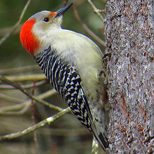 Red-bellied Woodpecker