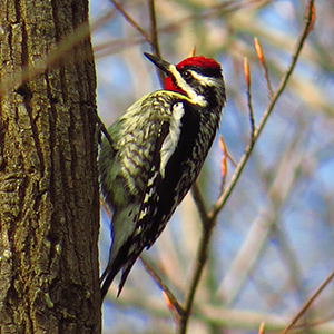 Yellow-bellied Sapsucker