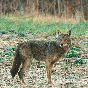 Coyote