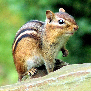 Eastern Chipmunk