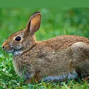 Eastern Cottontail Rabbit