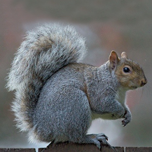 Eastern Gray Squirrel